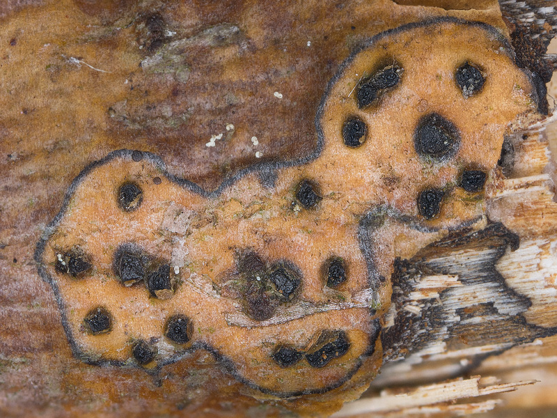 Allantoporthe tessella